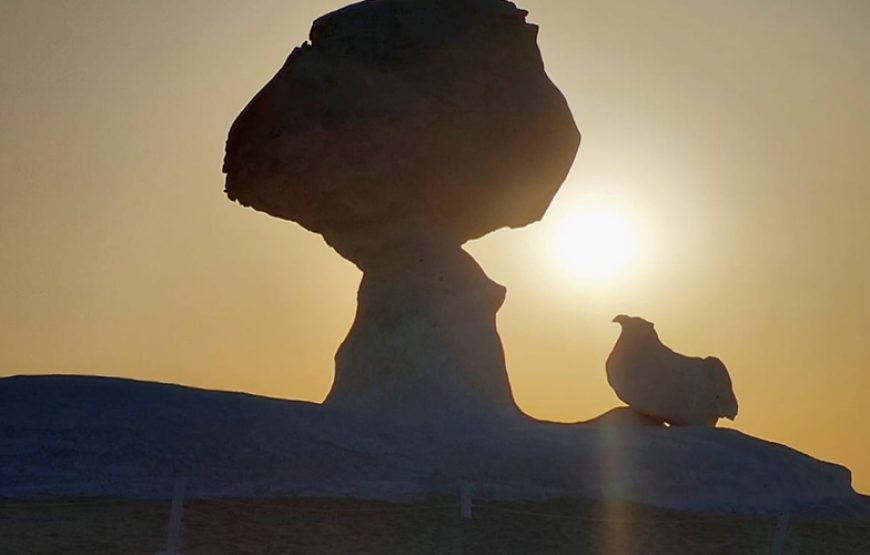 2 Days White Desert and Bahariya Oasis Tour