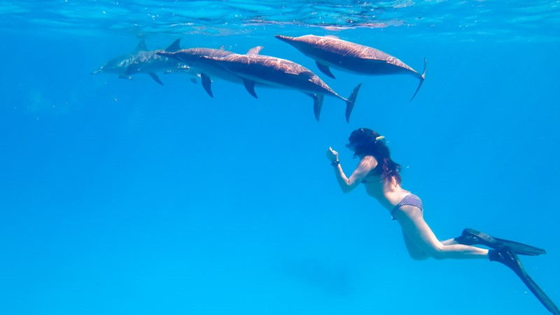 Snorkeling Day Tour at Marsa Alam in Satayh Dolphin Reef