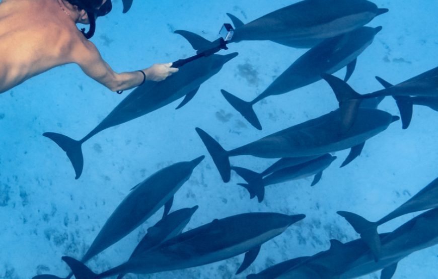 Snorkeling Day Tour at Marsa Alam in Satayh Dolphin Reef