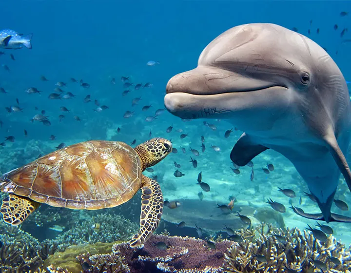 Snorkeling Day Tour at Marsa Alam in Satayh Dolphin Reef