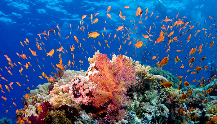 Snorkeling and Diving at Ras Muhammad National Park