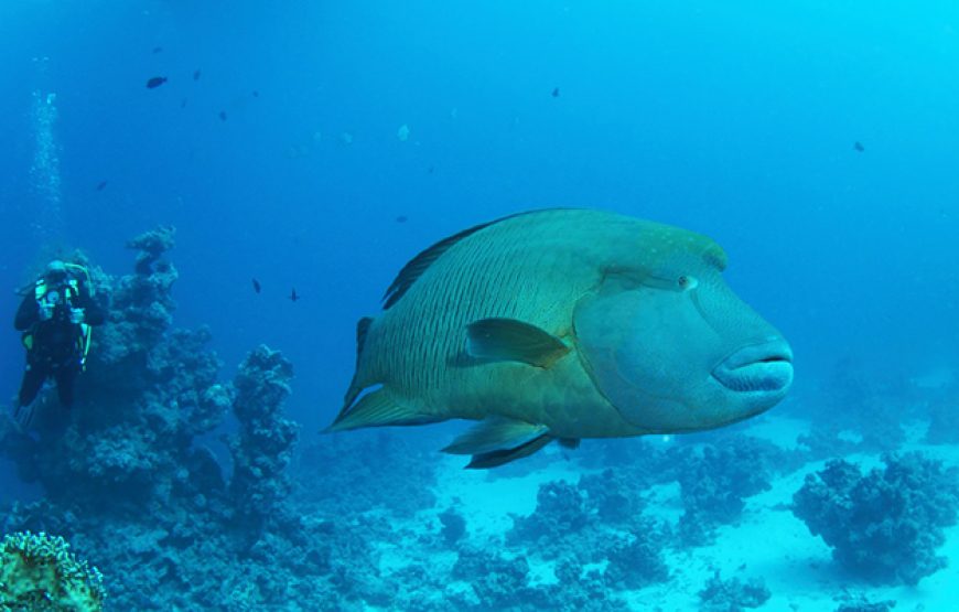 Snorkeling and Diving at Ras Muhammad National Park