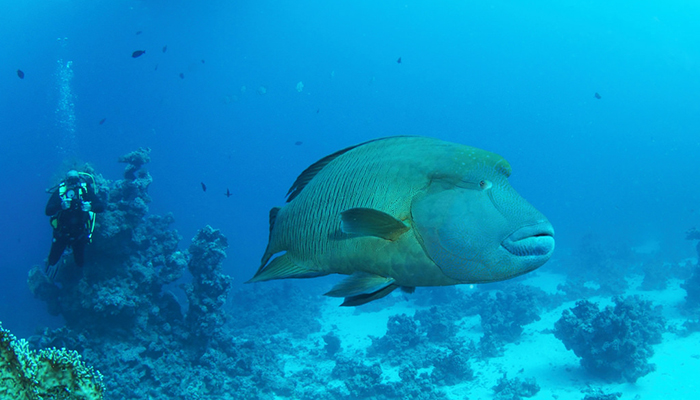 Snorkeling and Diving at Ras Muhammad National Park
